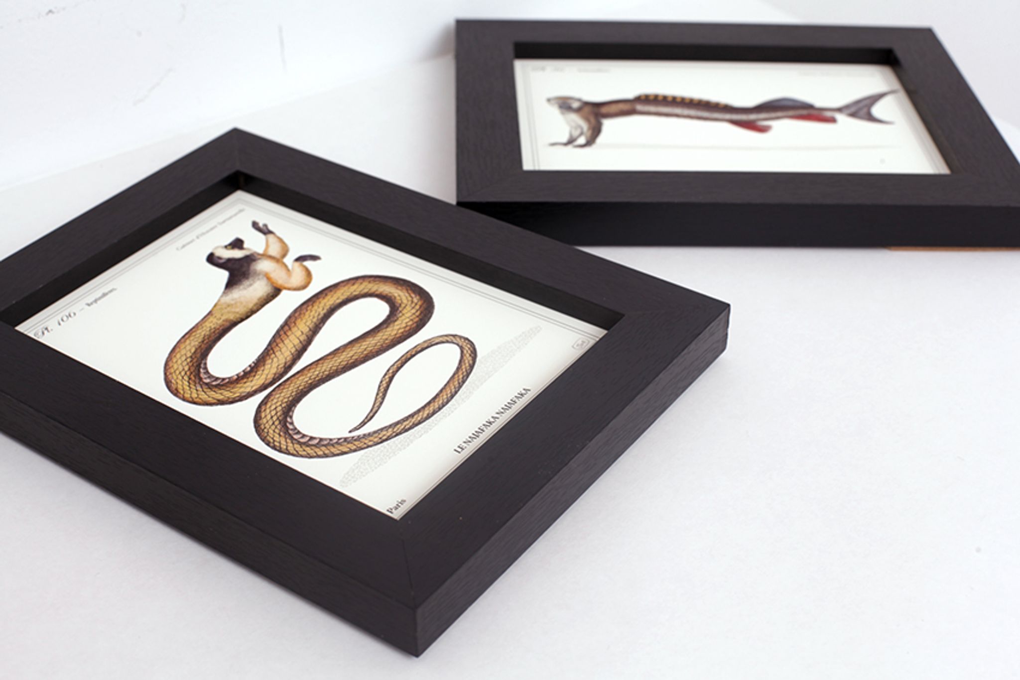 Lot de 2 chimère encadrées lithographie gravure animal