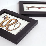 Set of 2 framed chimera lithograph animal engraving