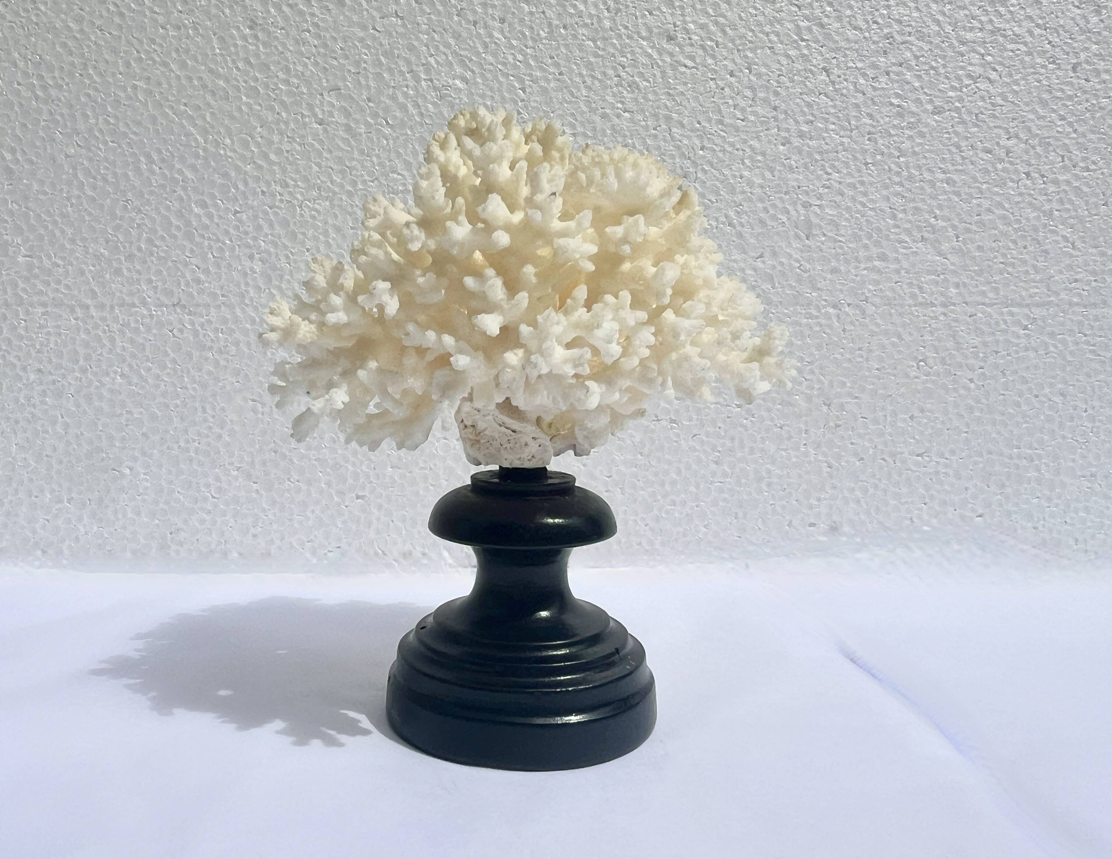 Corail blanc naturel sur socle en bois tourné napoléon iii xixe cabinet de curiosités