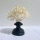 Corail blanc naturel sur socle en bois tourné napoléon iii xixe cabinet de curiosités