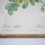 Botanical printing Rosier
