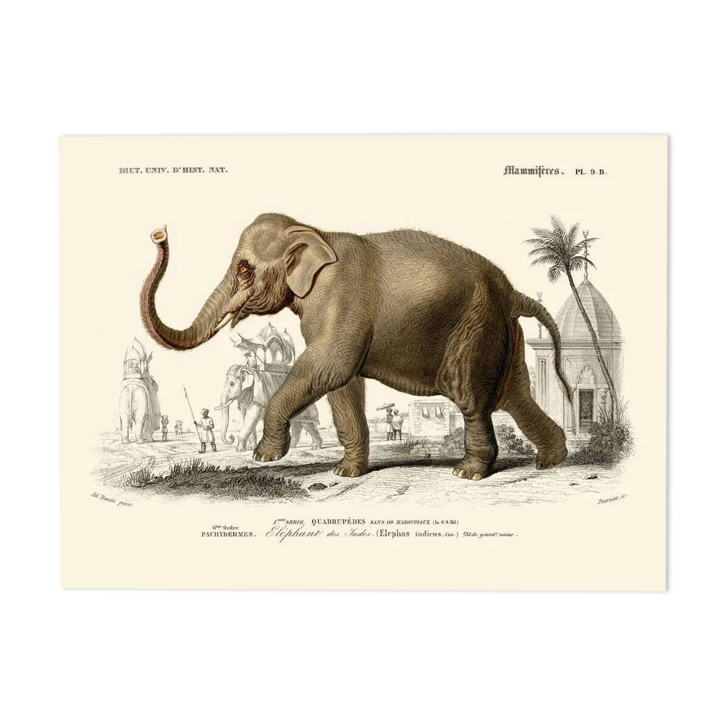Vintage illustration of the Indian elephant Elephas indicus nature print.