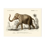 Vintage illustration of the Indian elephant Elephas indicus nature print.