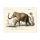 Vintage illustration of the Indian elephant Elephas indicus nature print.