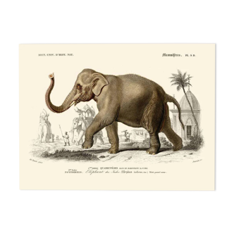 Vintage illustration of the Indian elephant Elephas indicus nature print.