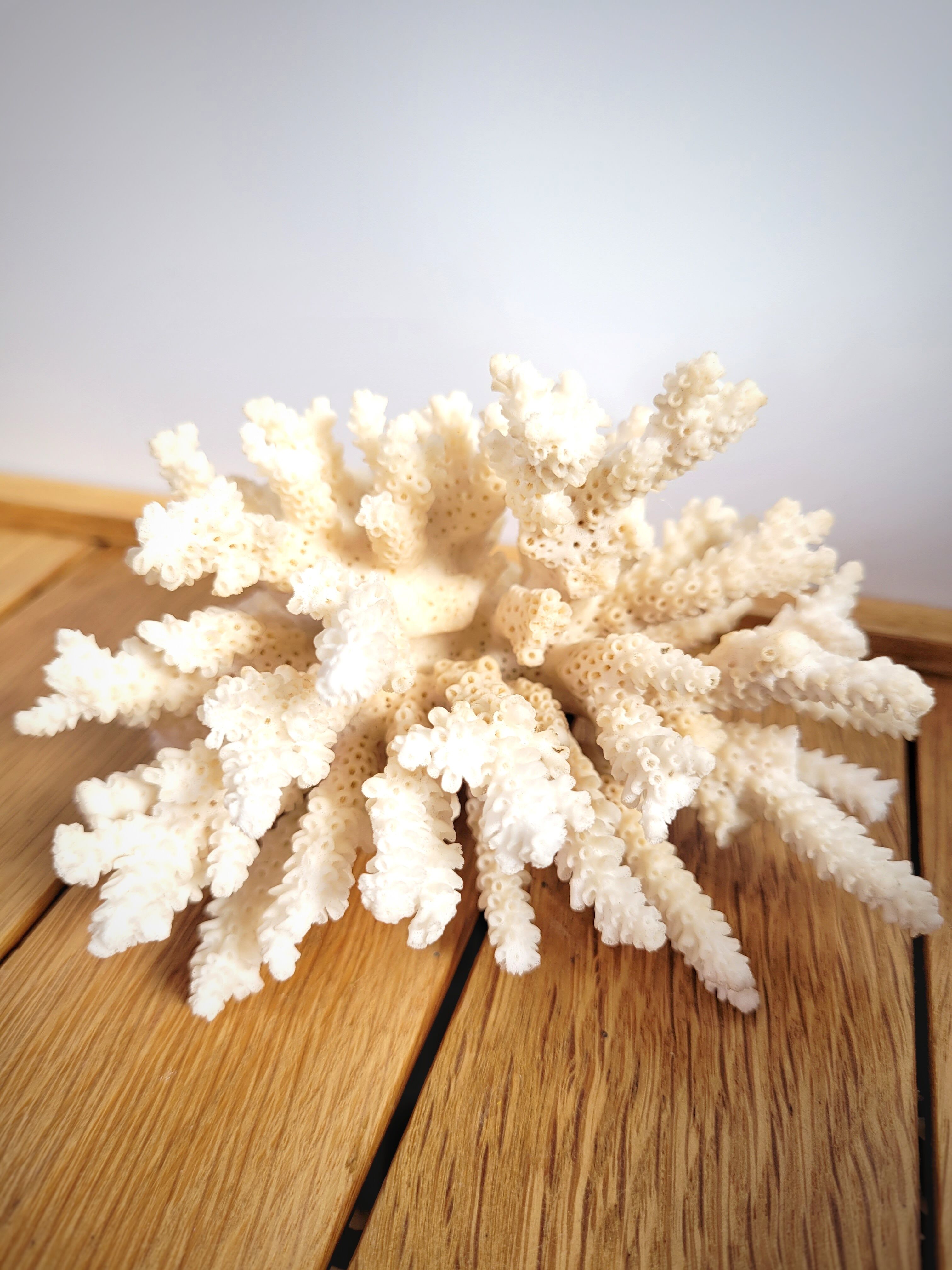White coral