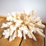 White coral