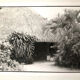Photos Noir & Blanc Palmiers