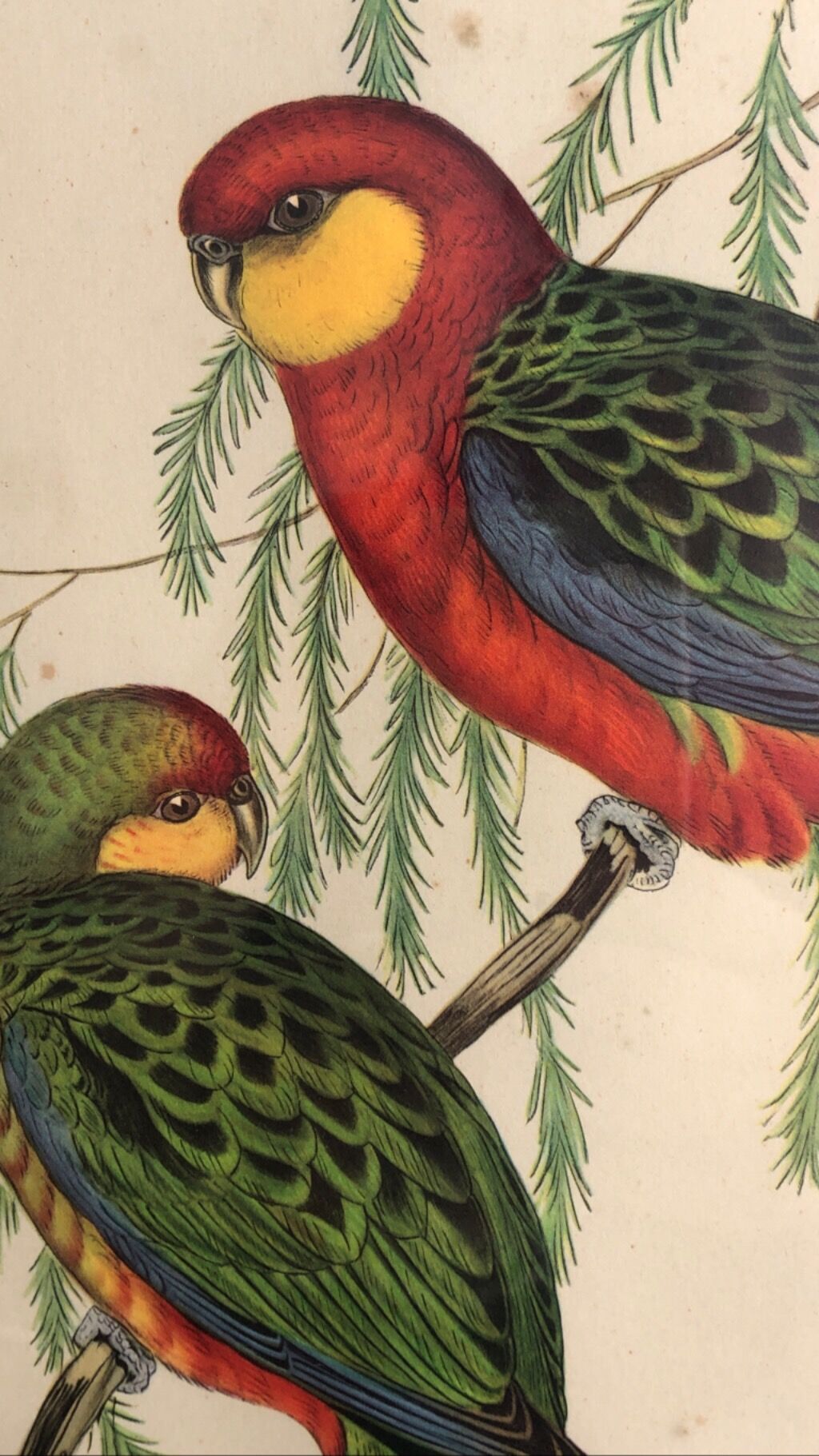 « Platycercus Icterotis » ornithological board  - J&L Gould