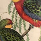 « Platycercus Icterotis » ornithological board  - J&L Gould