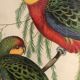 « Platycercus Icterotis » ornithological board  - J&L Gould