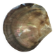 Shell-shaped pocket tray from the pearl oyster of the islands.