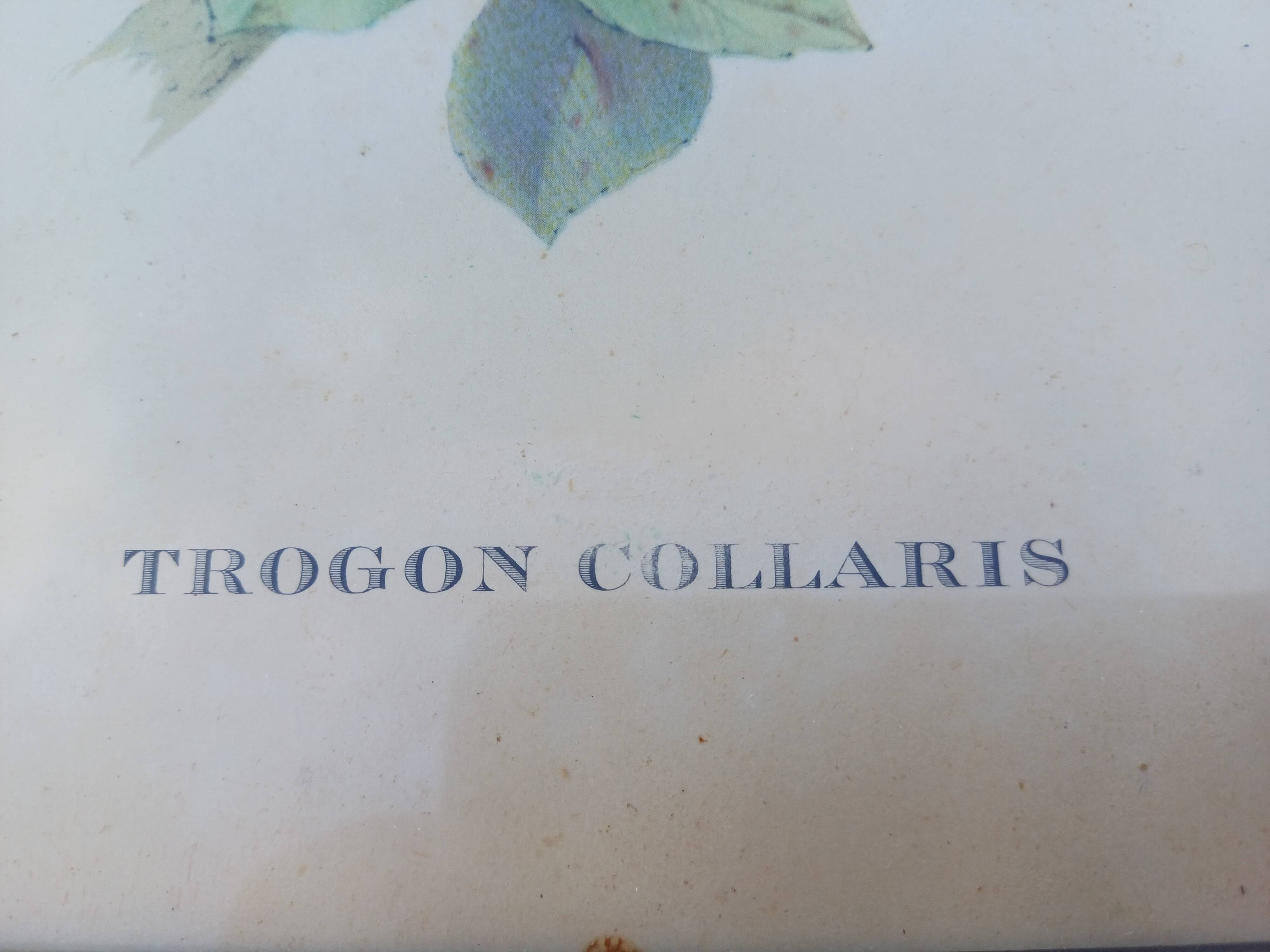 12 Lithographs “Birds of the World”