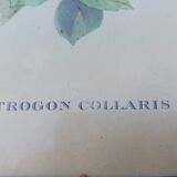 12 Lithographs “Birds of the World”