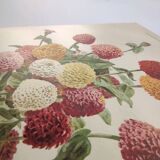 Botanical engraving from 1897 - Zinnia elegant Double Lilliput Varié - Original plate, Lithograph