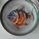 Vallauris fish service 7 people