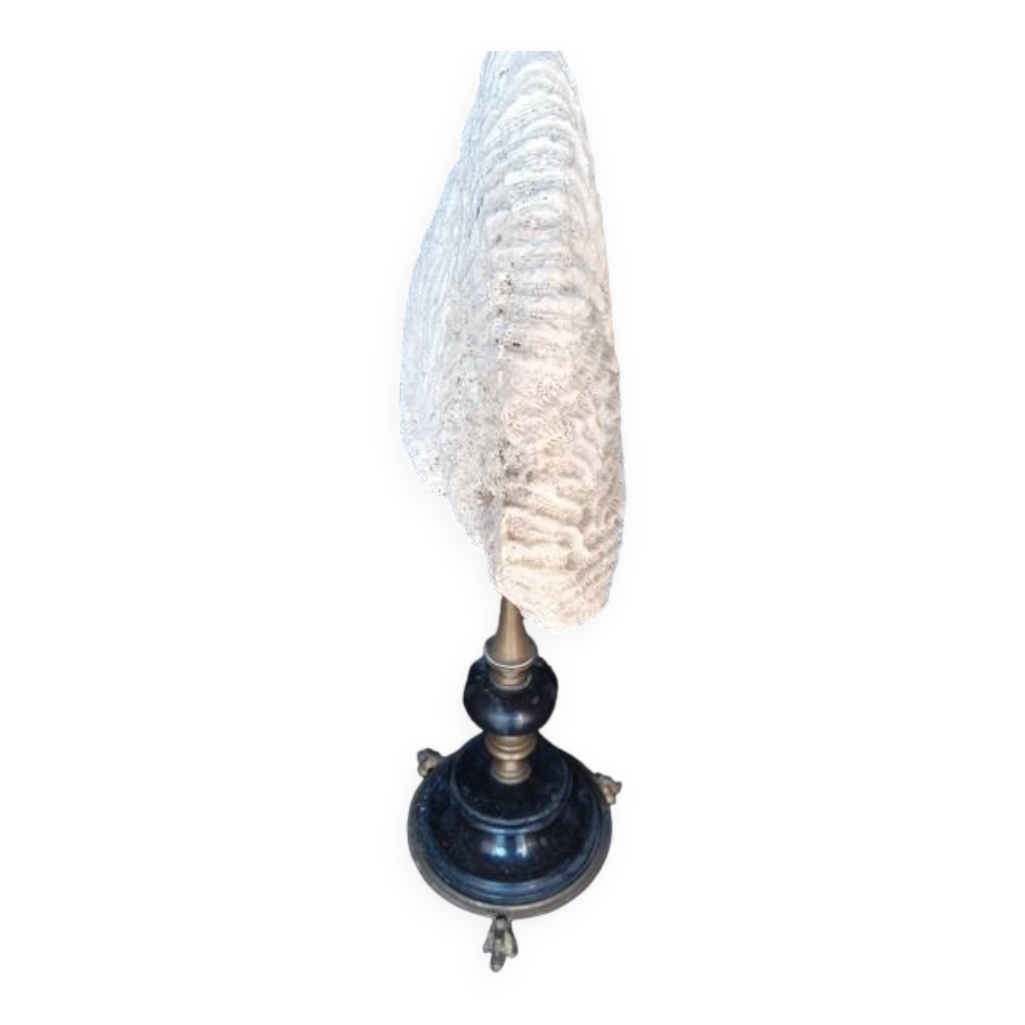 Cabinet of Curiosities 36cm coral brain of Neptune on base