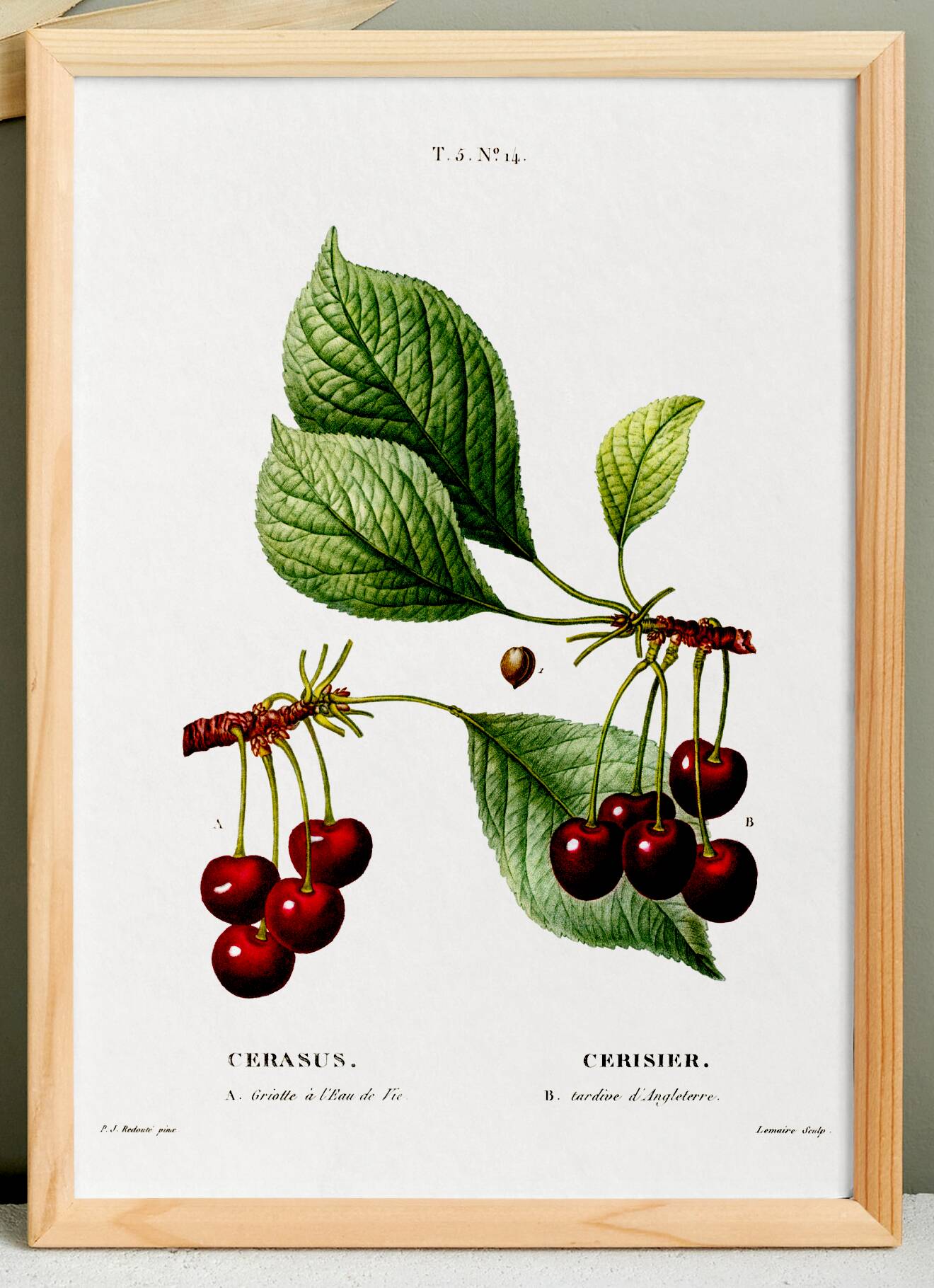Vintage poster of a cherry tree, based on an 1802 engraving