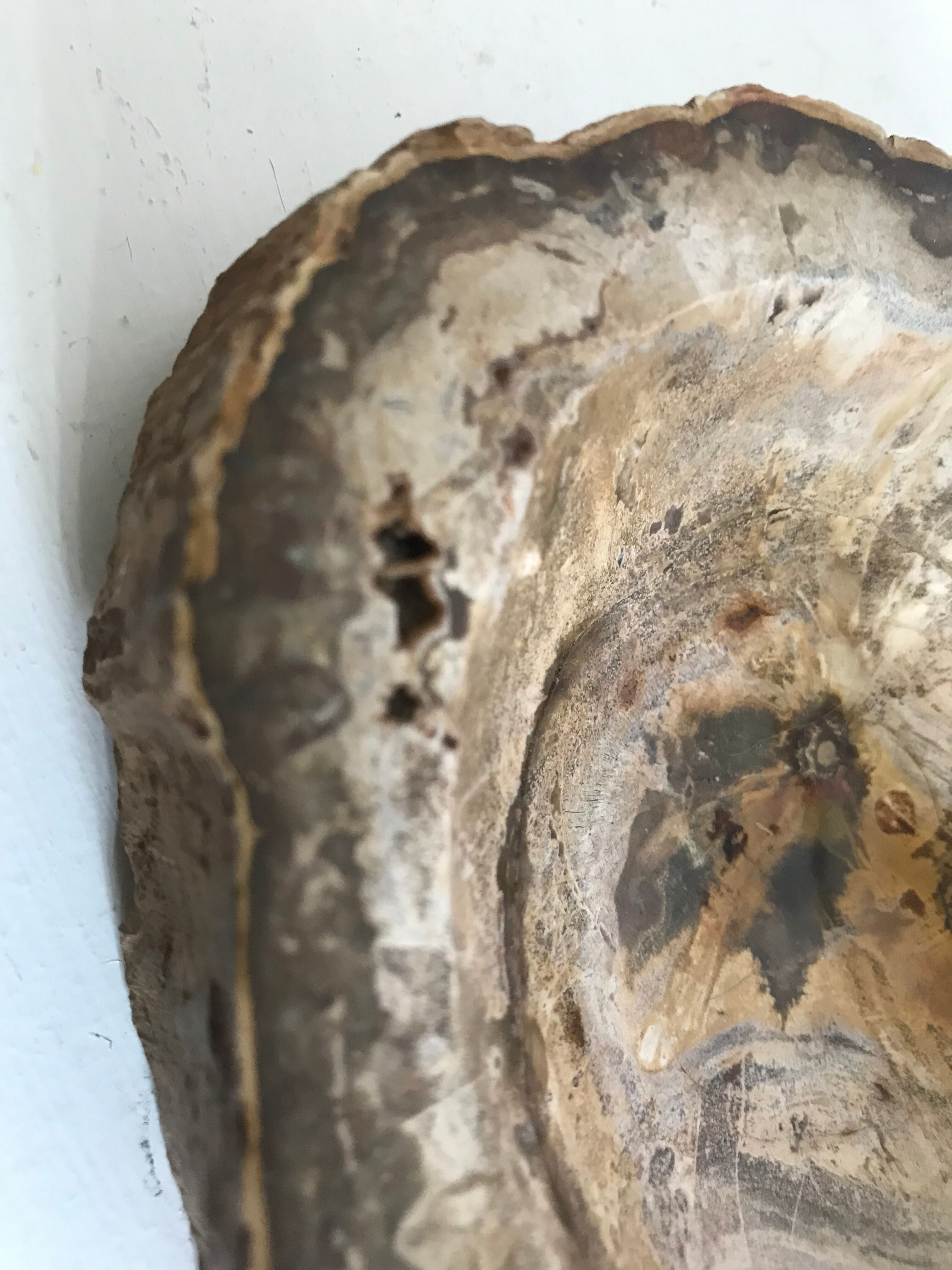 Petrified wooden ashtray