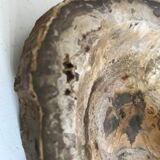 Petrified wooden ashtray