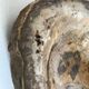 Petrified wooden ashtray