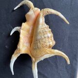 Lot de 4 coquillages anciens lambris