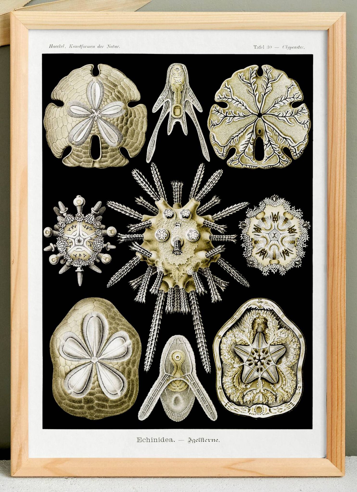 Poster about sea urchins, based on an old lithograph from 1904.