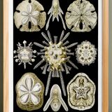 Poster about sea urchins, based on an old lithograph from 1904.