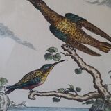 Golden framed hummingbirds