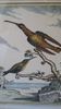 Golden framed hummingbirds