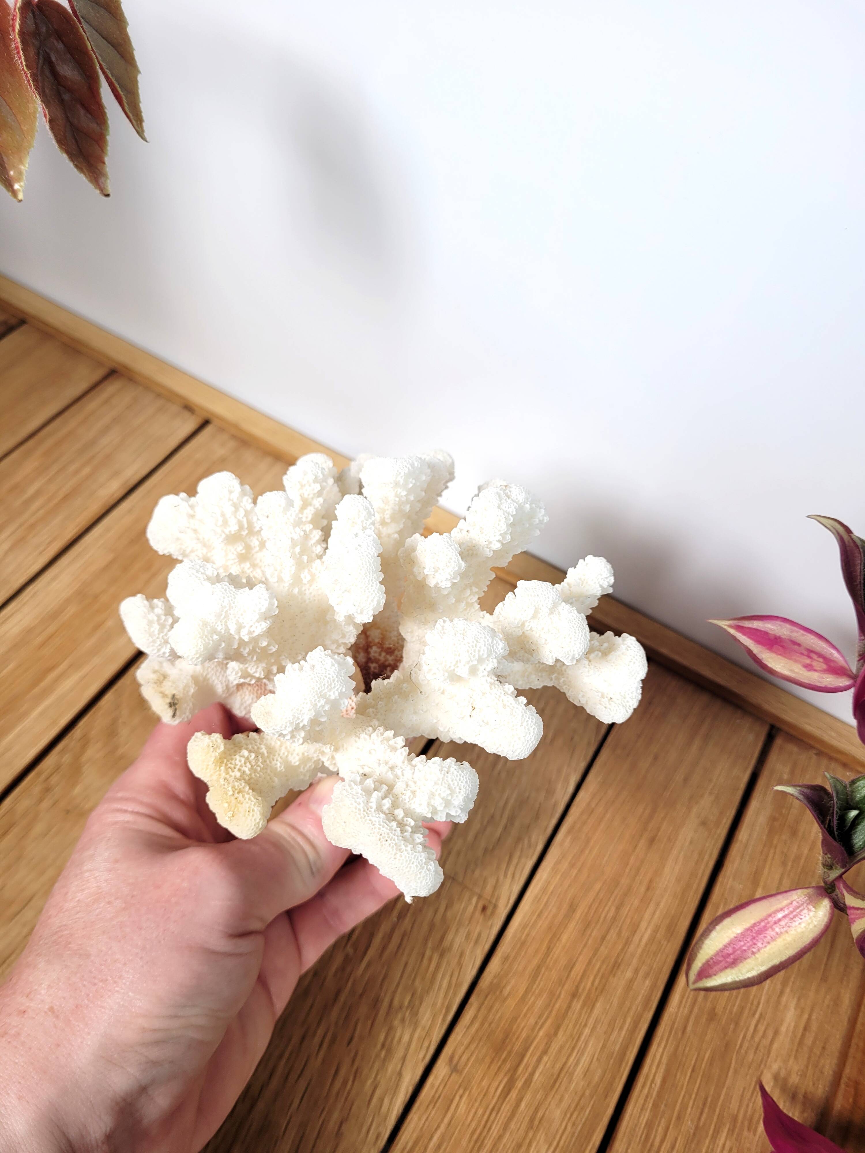 Curiosity white coral branch 17cm