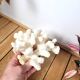 Curiosity white coral branch 17cm