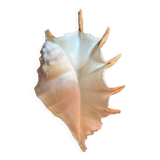Conch shell
