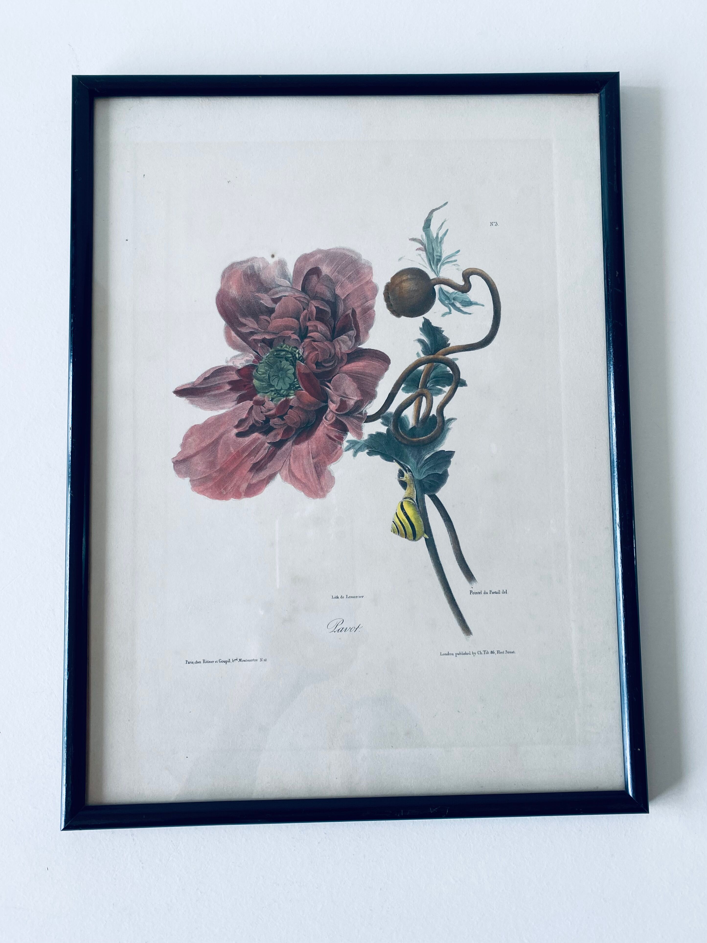 Ancient lithograph framed flower and snail