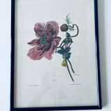 Ancient lithograph framed flower and snail