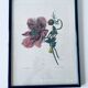 Ancient lithograph framed flower and snail