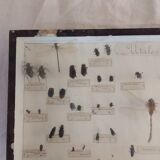 Insect entomology framework "Useful"