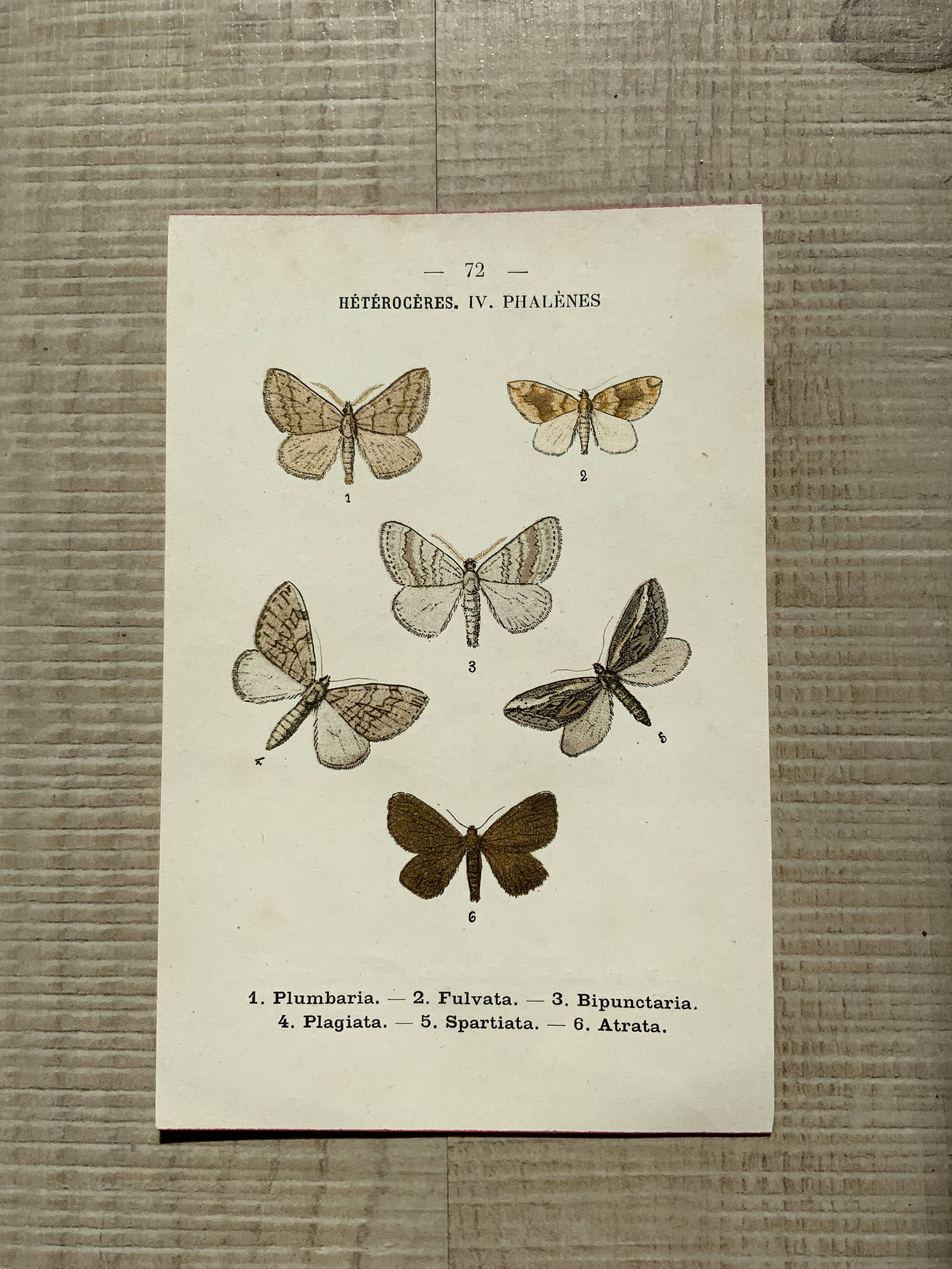 Vintage botanical plate antique butterfly engraving 1903 double-sided G. Denise