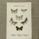 Vintage botanical plate antique butterfly engraving 1903 double-sided G. Denise
