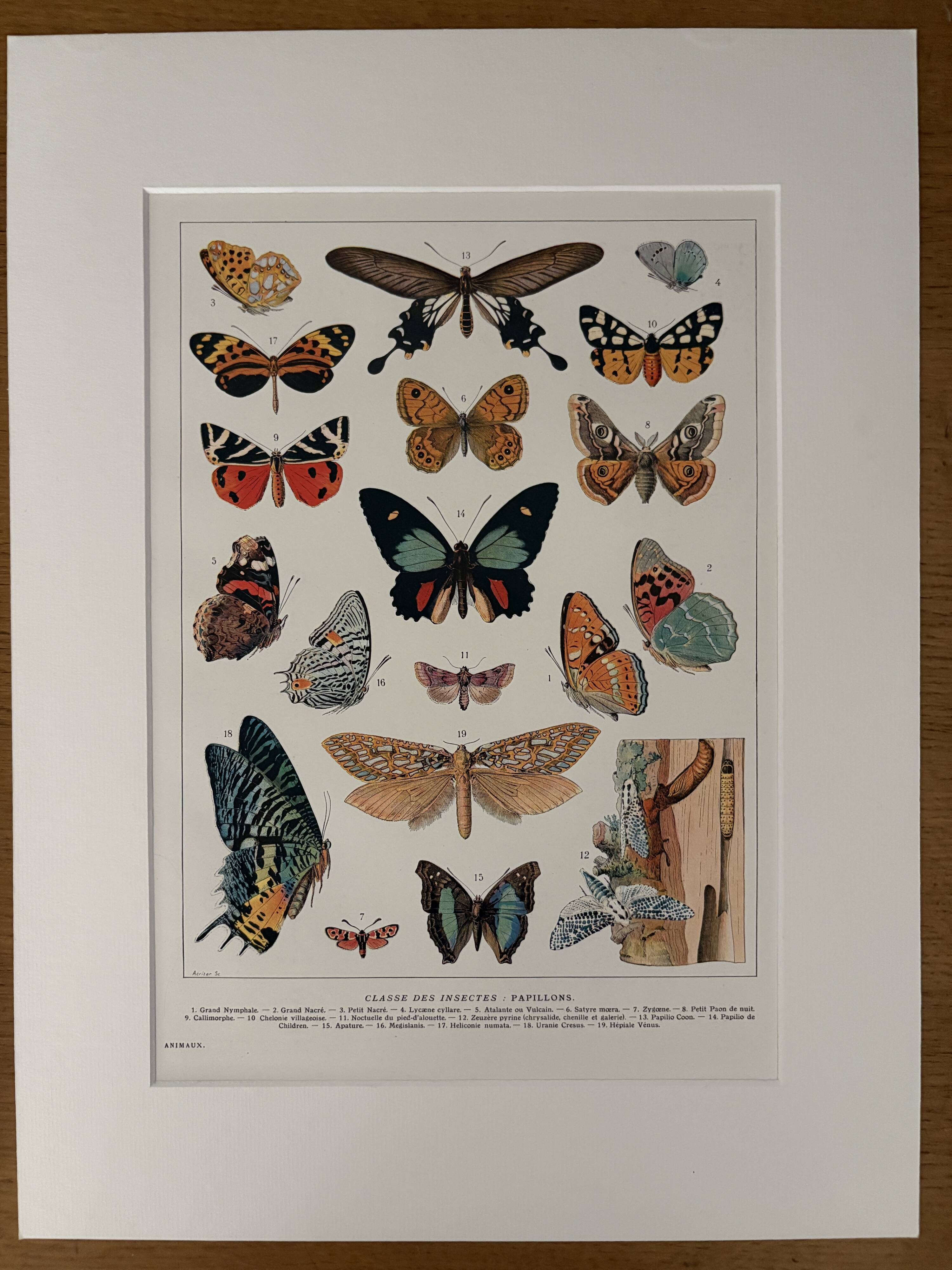 Old illustrated plate on butterflies - 1920