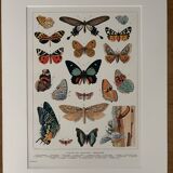 Old illustrated plate on butterflies - 1920