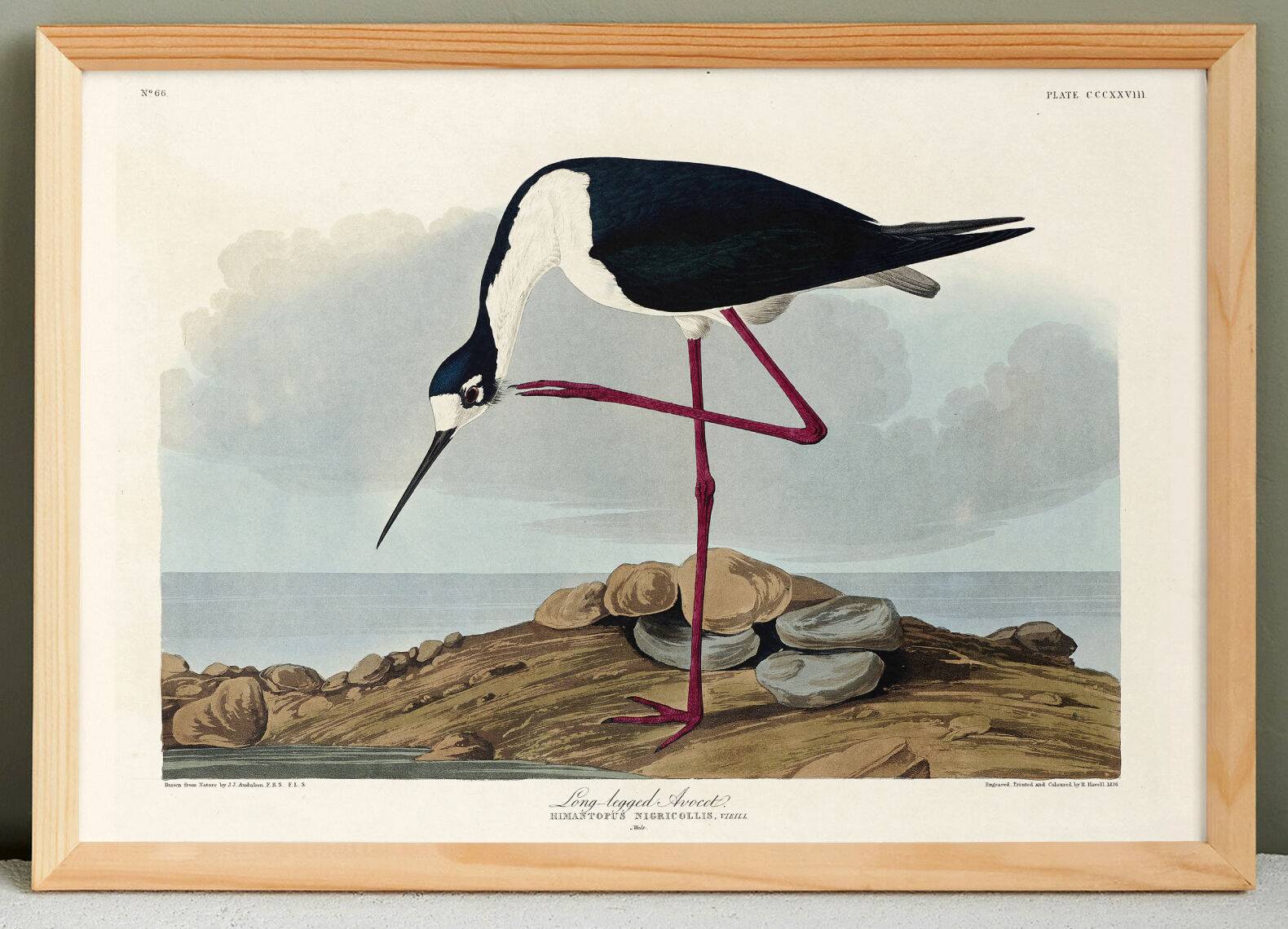 Poster about the American stilt, based on an old engraving from 1827.