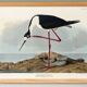 Poster about the American stilt, based on an old engraving from 1827.