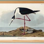 Poster about the American stilt, based on an old engraving from 1827.