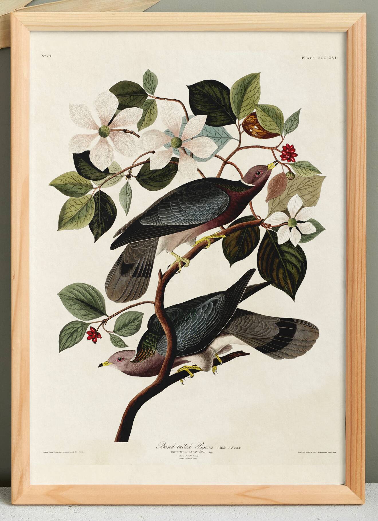 Poster of the Barred-tailed Pigeon, after an old engraving from 1827