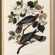 Affiche sur le Pigeon à queue barrée, d’après une gravure ancienne de 1827