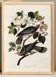Affiche sur le Pigeon à queue barrée, d’après une gravure ancienne de 1827