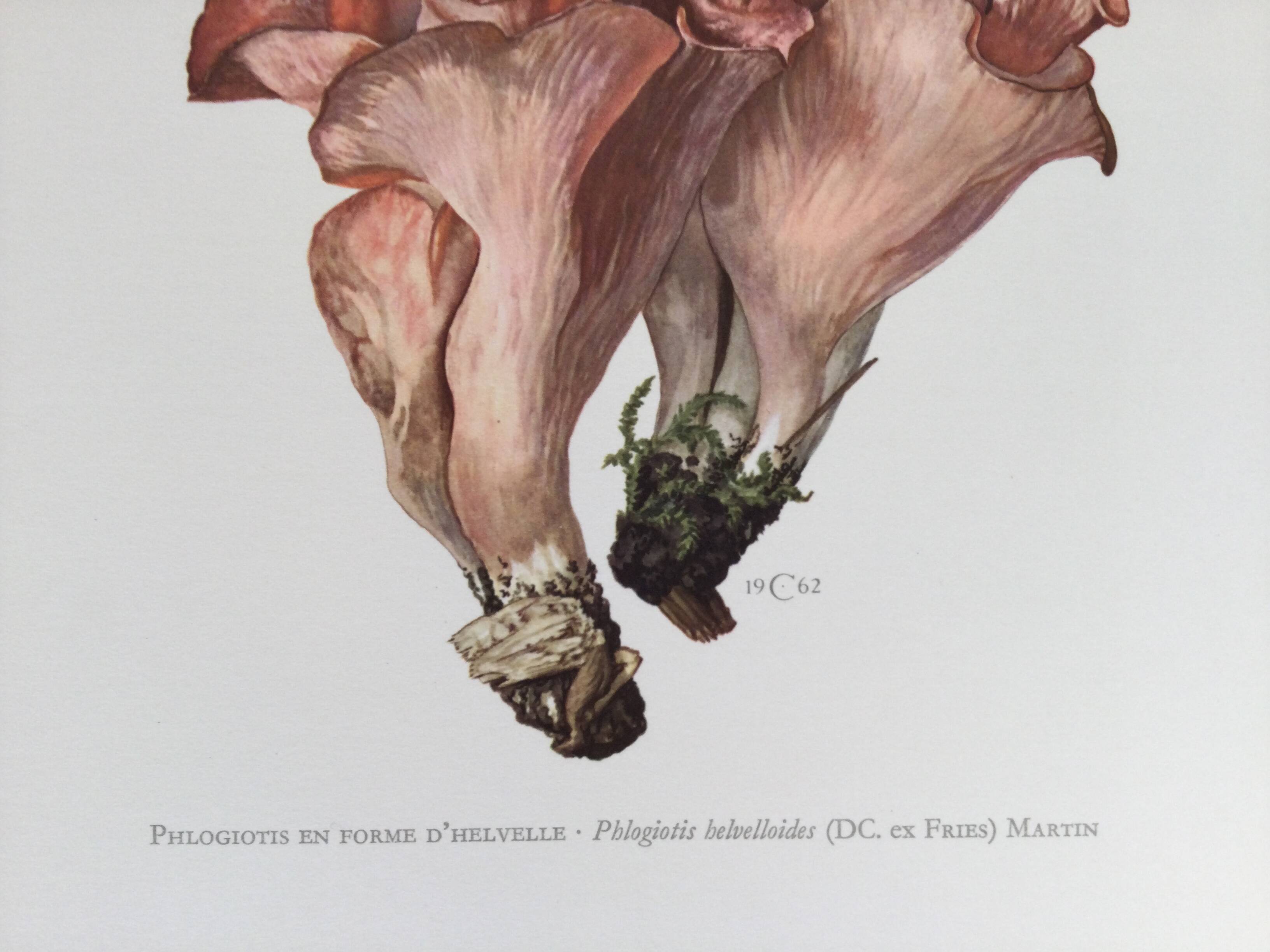 Botanical illustration "mushrooms", 1960s
