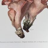 Illustration botanique "champignons", années 60