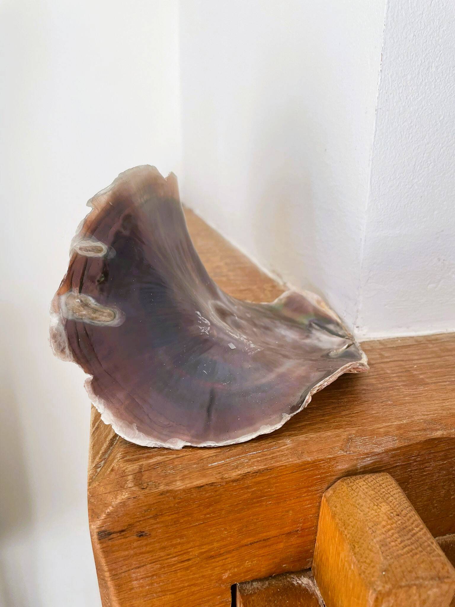 Large seashell: Placuna